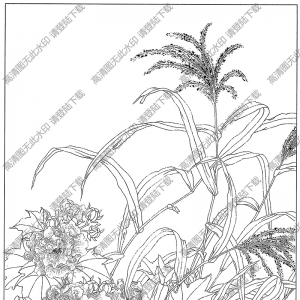 芙蓉線描畫7高清大圖下載