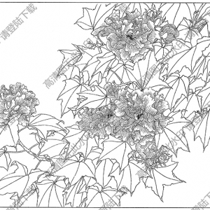 芙蓉線描畫12高清大圖下載